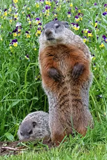 Uniteed: GROUNDHOG OR WOODCHUCK