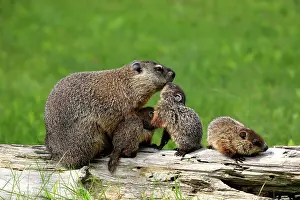 Marmot: Groundhog, Woodchuck (Marmota monax), mother with