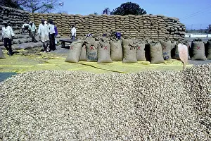 Processing: Groundnuts - Africans processing groundnut harvest