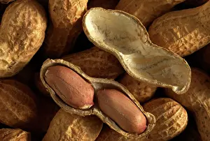 Peanuts: Groundnuts / Peanuts - showing seed case
