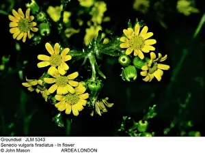Senecio: GROUNDSEL - in flower