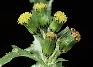Senecio: Groundsel in flower