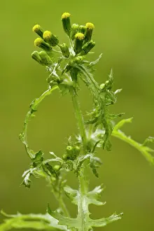 Senecio: Groundsel - in flower; common annual weed