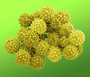 Granule: Groundsel Pollen