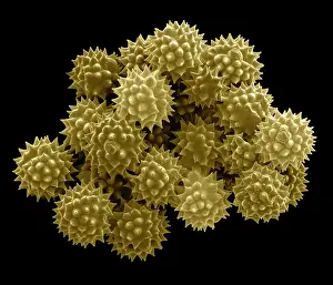 Granule: Groundsel Pollen