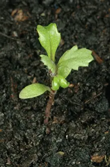 Weeds: Groundsel seedling