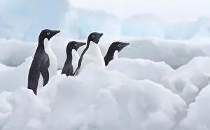 Adeliae: A group of four Adelie Penguins (Pygoscelis ade