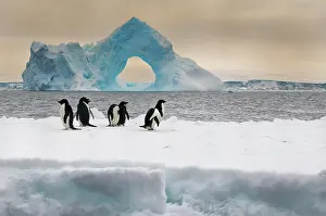 Floes: Group of Adelie penguins (Pygoscelis adeliae) on