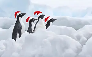 A group of four Adelie Penguins (Pygoscelis adeliae)