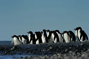 Spheniscidae: Group of Ad?lie Penguins heistate to go into the Sea