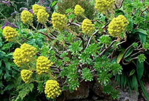 Aeonium: Group of Aeonium arboreum