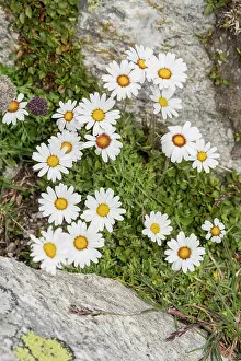310821: Group of alpine moon daisy (Leucanthemopsis alpina)