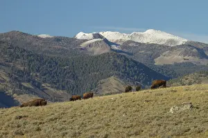 Bisons: Group of American Bisons (Bison bison) on grassy