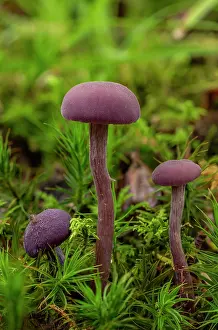 Eukaryotes: Group of Amethyst Deceiver, Laccaria amethystina