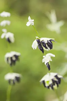 230517: A group of Andean sage (Salvia discolor) growing, Liguri