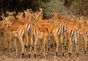 Stan: Group of antelopes (Aepyceros melampus) are stan