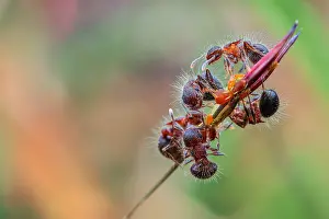 Tending: A group of ants (Meranoplus sp.) tending aphids
