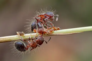 Tending: Group of ants (Meranoplus sp.) tending aphids (Aphidoidea)