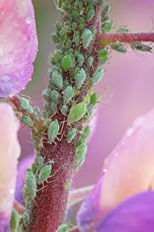 Lice: Group of Aphids/Greenfly (Aphidoidea) family on