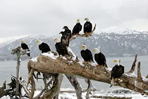 Inlet: Group of Bald Eagles perched on driftwood