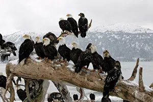 Inlet: Group of Bald Eagles perched on driftwood