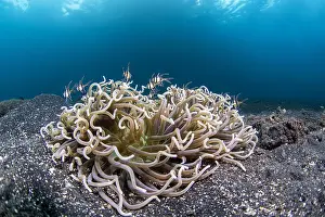 Cardinal: Group of Banggai cardinal fishes (Pterapogon kauderni)