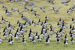 Blur: Group of Barnacle Geese (Branta leucopsis), The