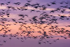 Blur: Group of Barnacle Geese (Branta leucopsis) in f