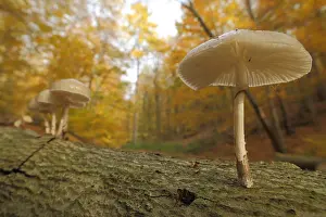 Root: Group Beech slime mould on a tree trunk in autumn