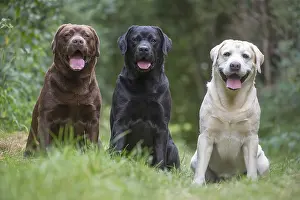 121018: Group of Black, Chocolate and Yellow Labrador