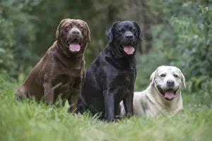 121018: Group of Black, Chocolate and Yellow Labrador