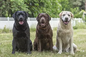 121018: Group of Black, Chocolate and Yellow Labrador
