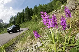 Broad: A group of broad-leaved marsh orchid (Dactylorhiza