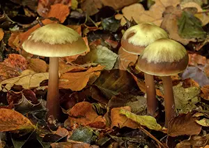 Butter: Group of Butter Cap fungi, Rhodocollybia butyracea