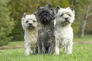 220222: Group of three Cairn Terrier dogs outdoors