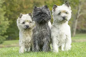 220222: Group of three Cairn Terrier dogs outdoors