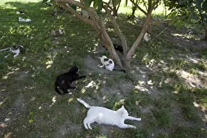 Protectrice: Group of cats at the SPCA in Provence France