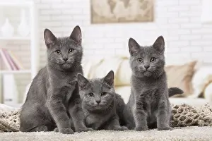 310118: Group of three Chartreux kittens indoors