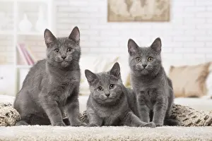 310118: Group of three Chartreux kittens indoors
