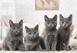 310118: Group of four Chartreux kittens indoors