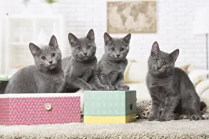 310118: Group of four Chartreux kittens indoors