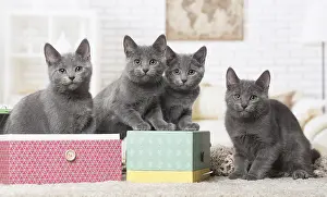 310118: Group of four Chartreux kittens indoors