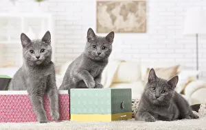 310118: Group of four Chartreux kittens indoors