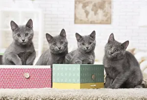 310118: Group of four Chartreux kittens indoors