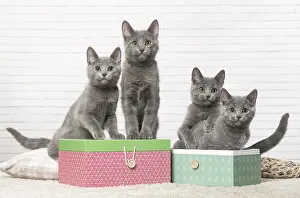 310118: Group of four Chartreux kittens indoors