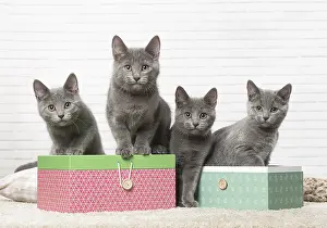 310118: Group of four Chartreux kittens indoors