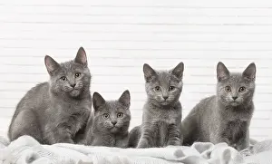 310118: Group of four Chartreux kittens indoors