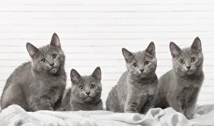 310118: Group of four Chartreux kittens indoors