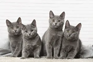 310118: Group of four Chartreux kittens indoors