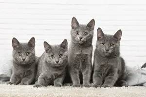 310118: Group of four Chartreux kittens indoors